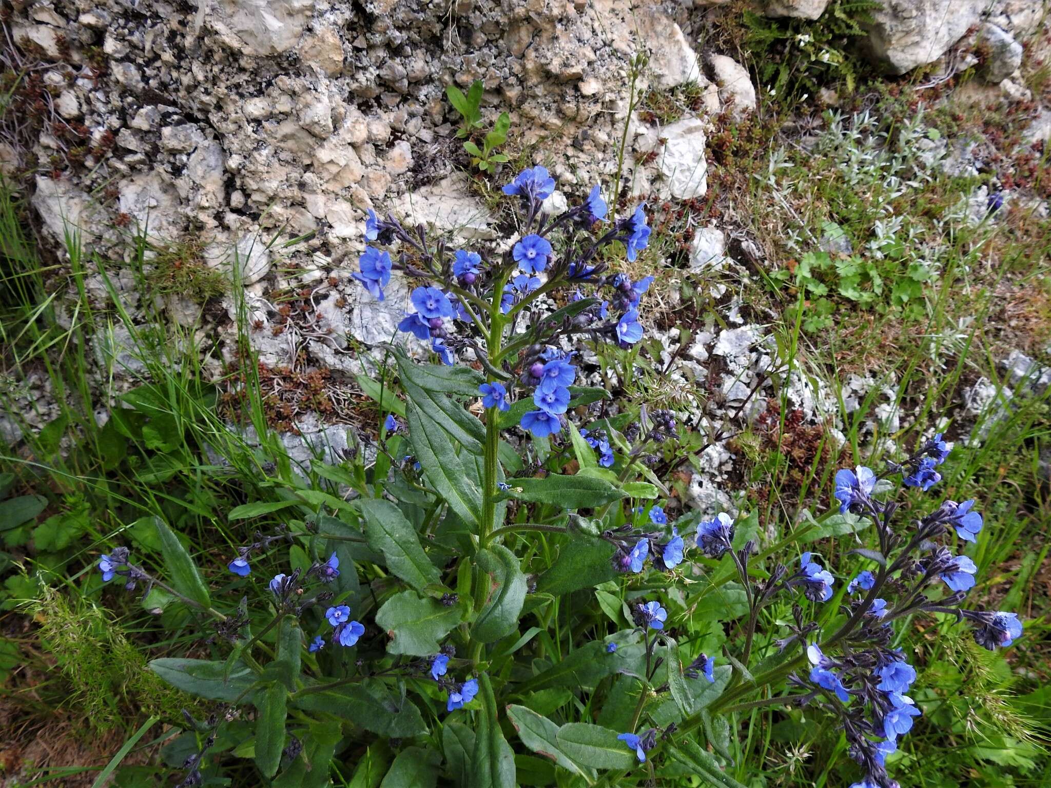 Слика од Cynoglottis