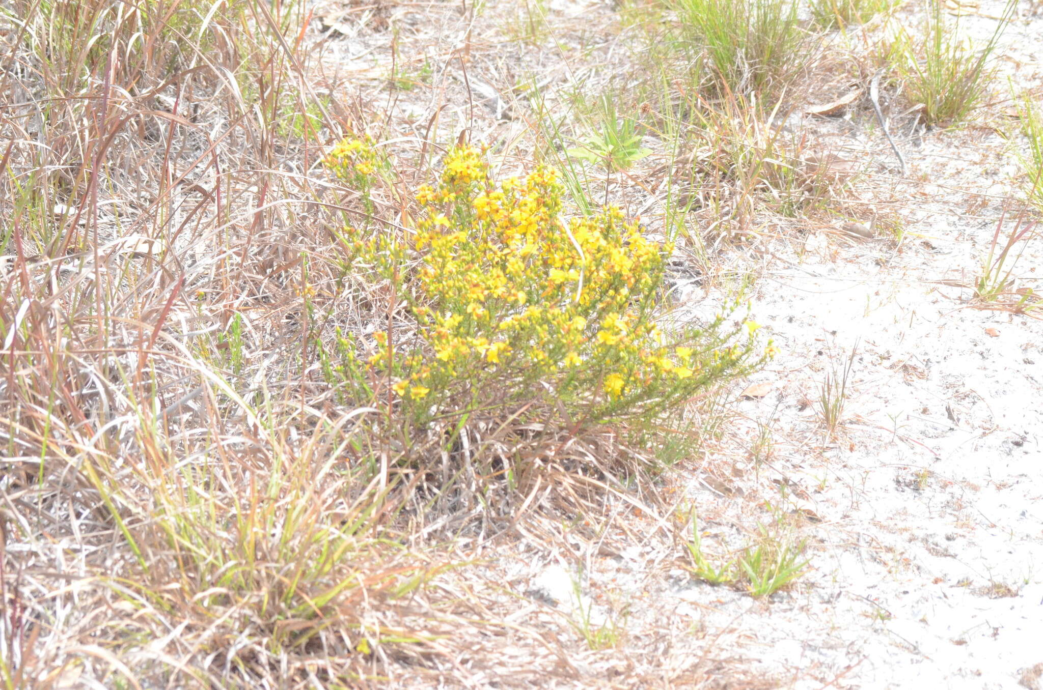 Image of Atlantic St. John's-Wort