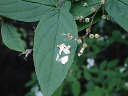 Image of Deutzia taiwanensis (Maxim.) C. K. Schneid.