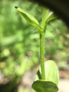 Image of brightblue speedwell