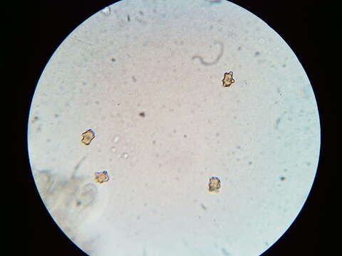 Inocybe stellatospora (Peck) Massee 1904 resmi