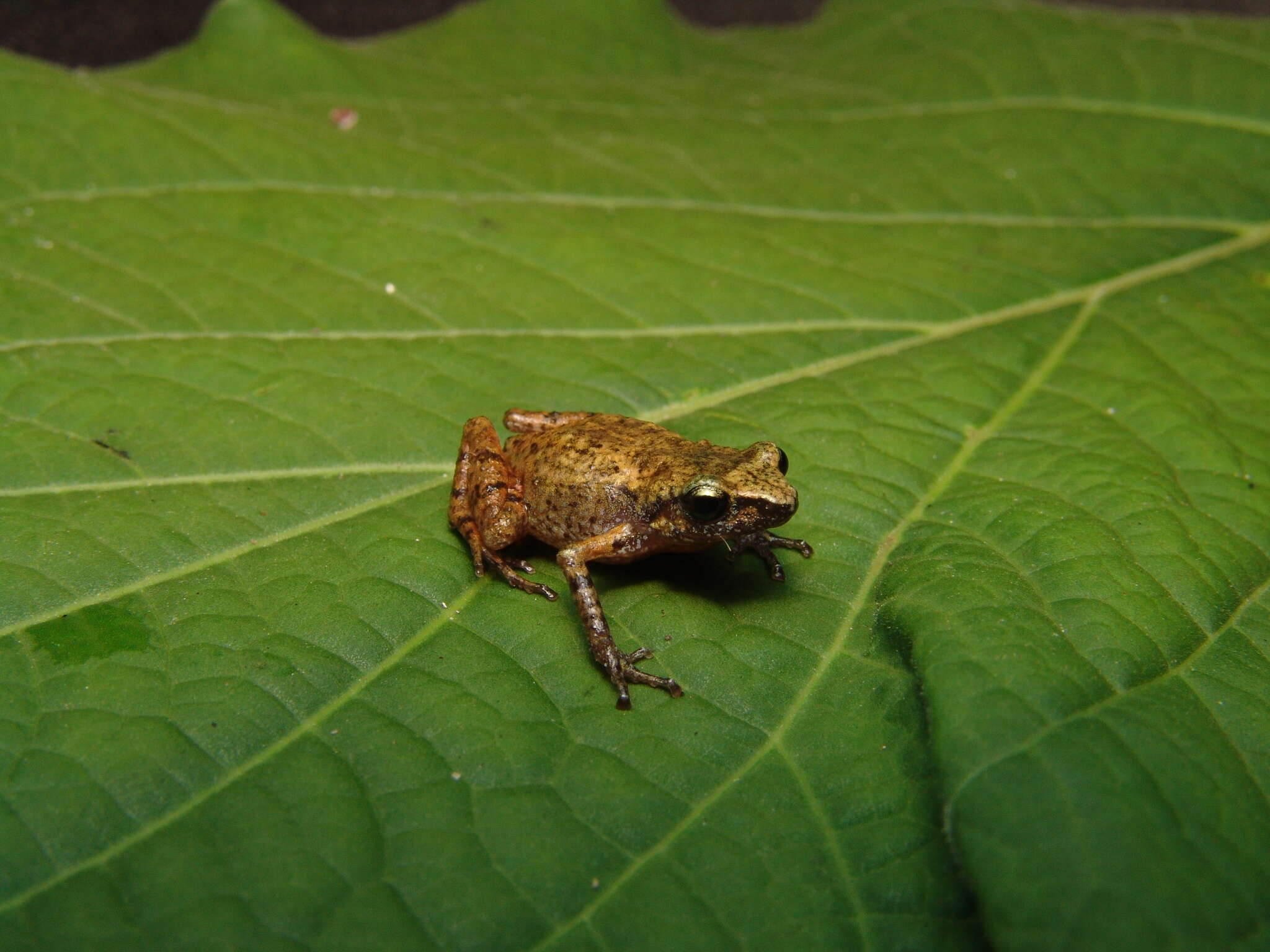 Imagem de Eleutherodactylus floresvillelai Grünwald, Reyes-Velasco, Franz-Chávez, Morales-Flores, Ahumada-Carrillo, Jones & Boissinot 2018