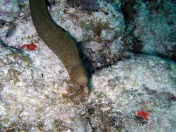 Image of Bastard Eel