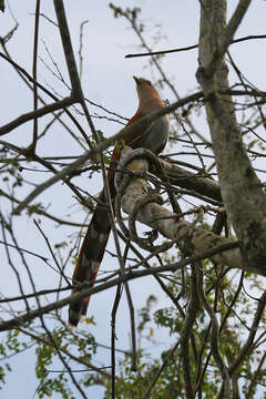 Image of Piaya cayana mexicana (Swainson 1827)