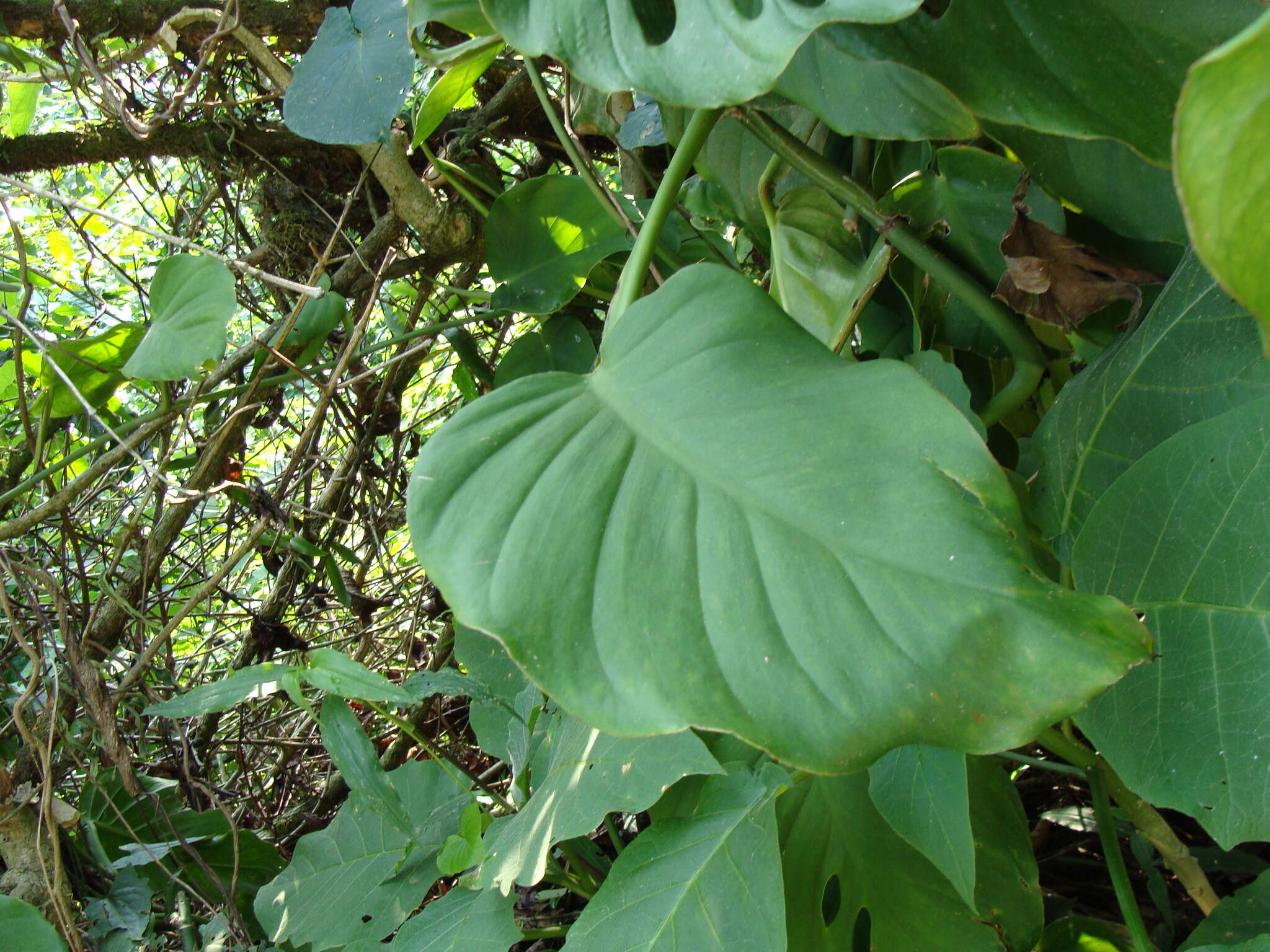 Image of Monstera acuminata K. Koch