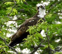 Image of Pandion haliaetus carolinensis (Gmelin & JF 1788)