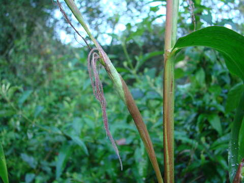 Image of diploperennial teosinte