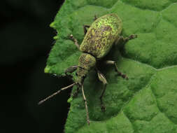 Image of Phyllobius (Metaphyllobius) pomaceus Gyllenhal 1834