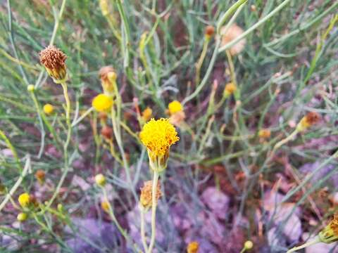 Imagem de Porophyllum scoparium A. Gray