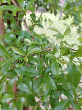 Image of Cordia americana (L.) Gottschling & J. S. Mill.