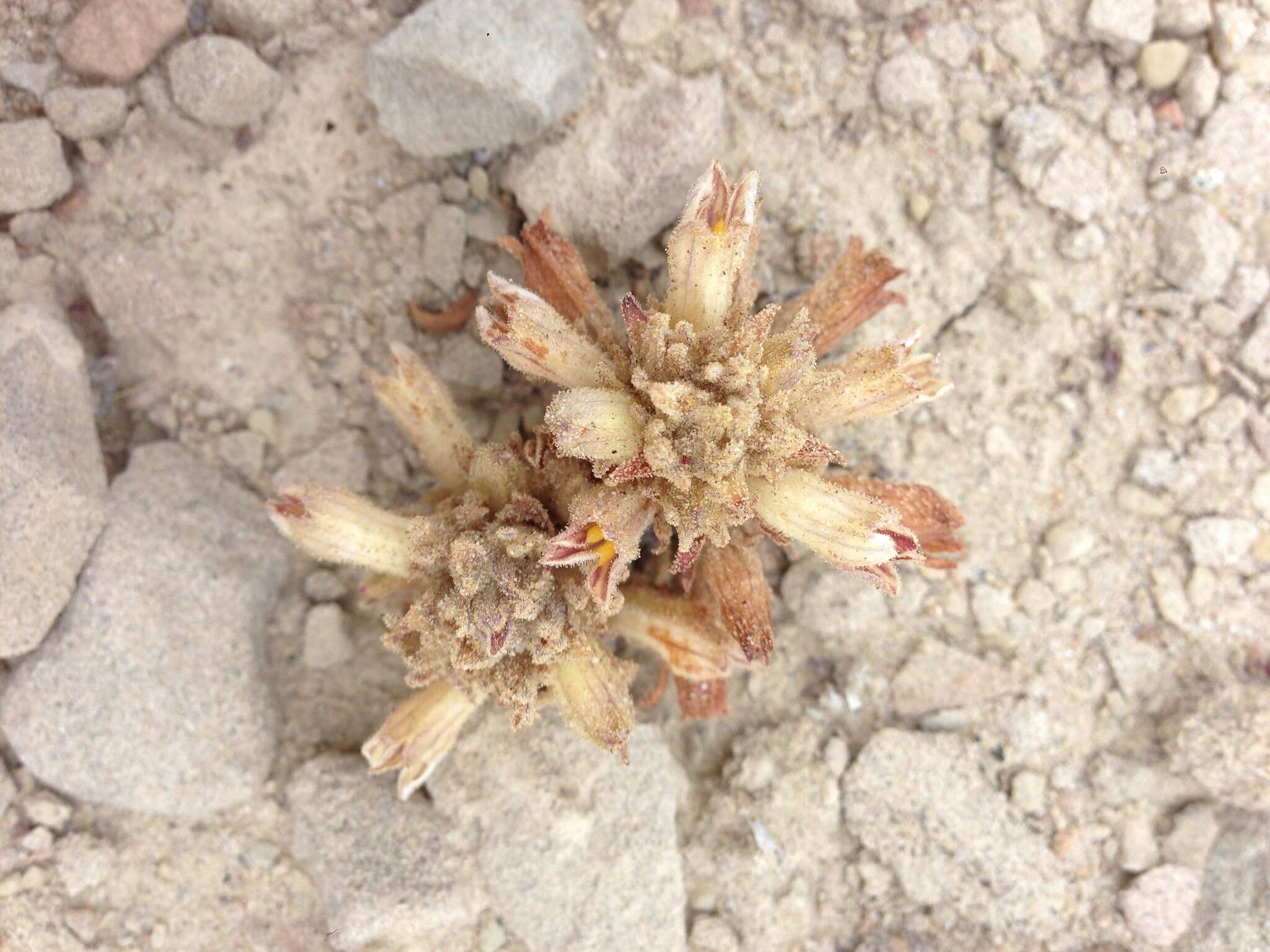 Image of Parish's broomrape