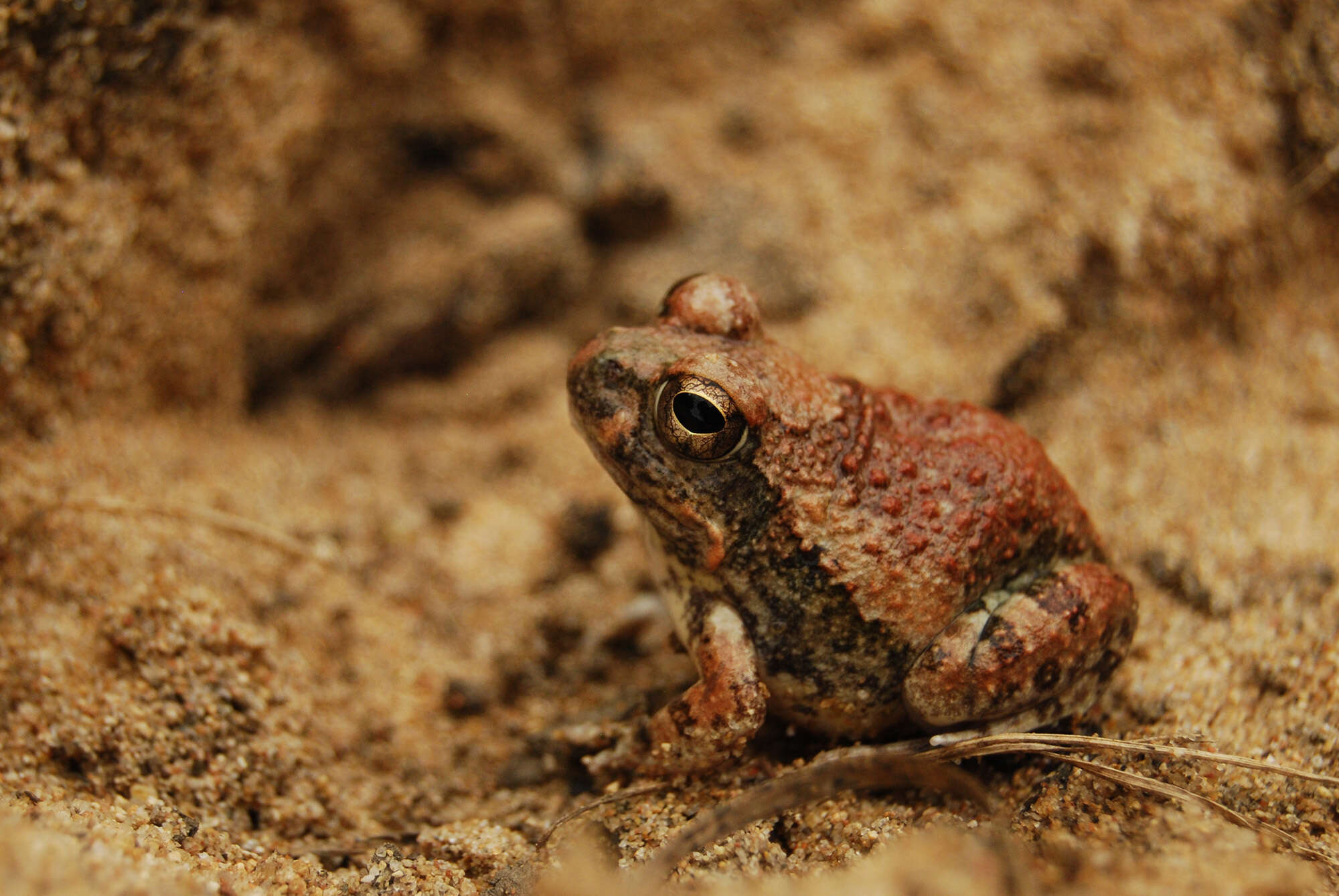 Image of Marbled Sand Frog