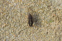 Image of Chatham Island cicada