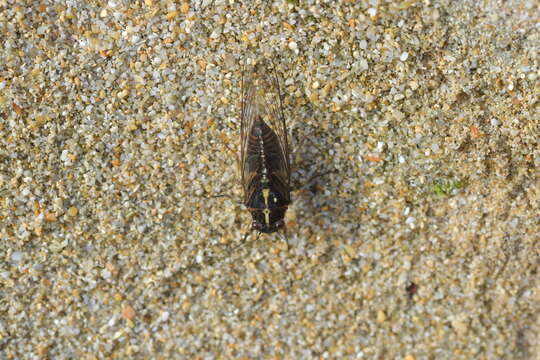 Image of Chatham Island cicada