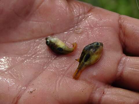 Image of Dwarf Indian Puffer