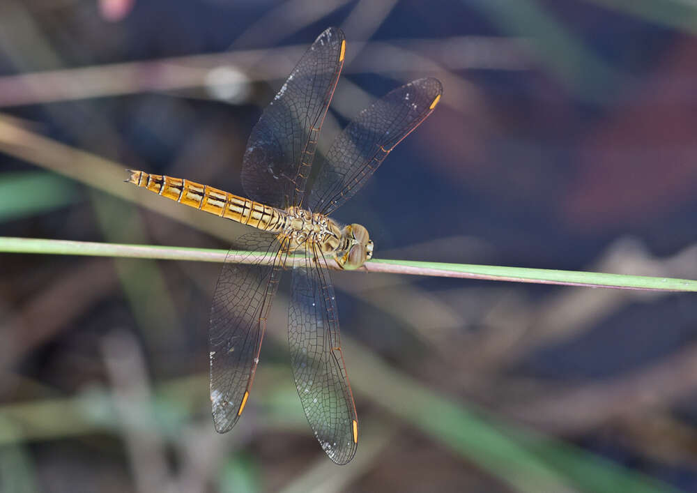 Image of Ditch Jewel