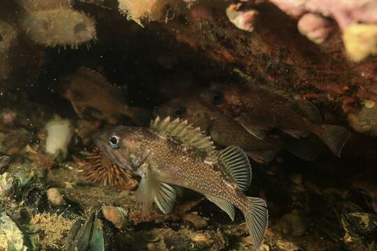 Image of Blackbelly rosefish