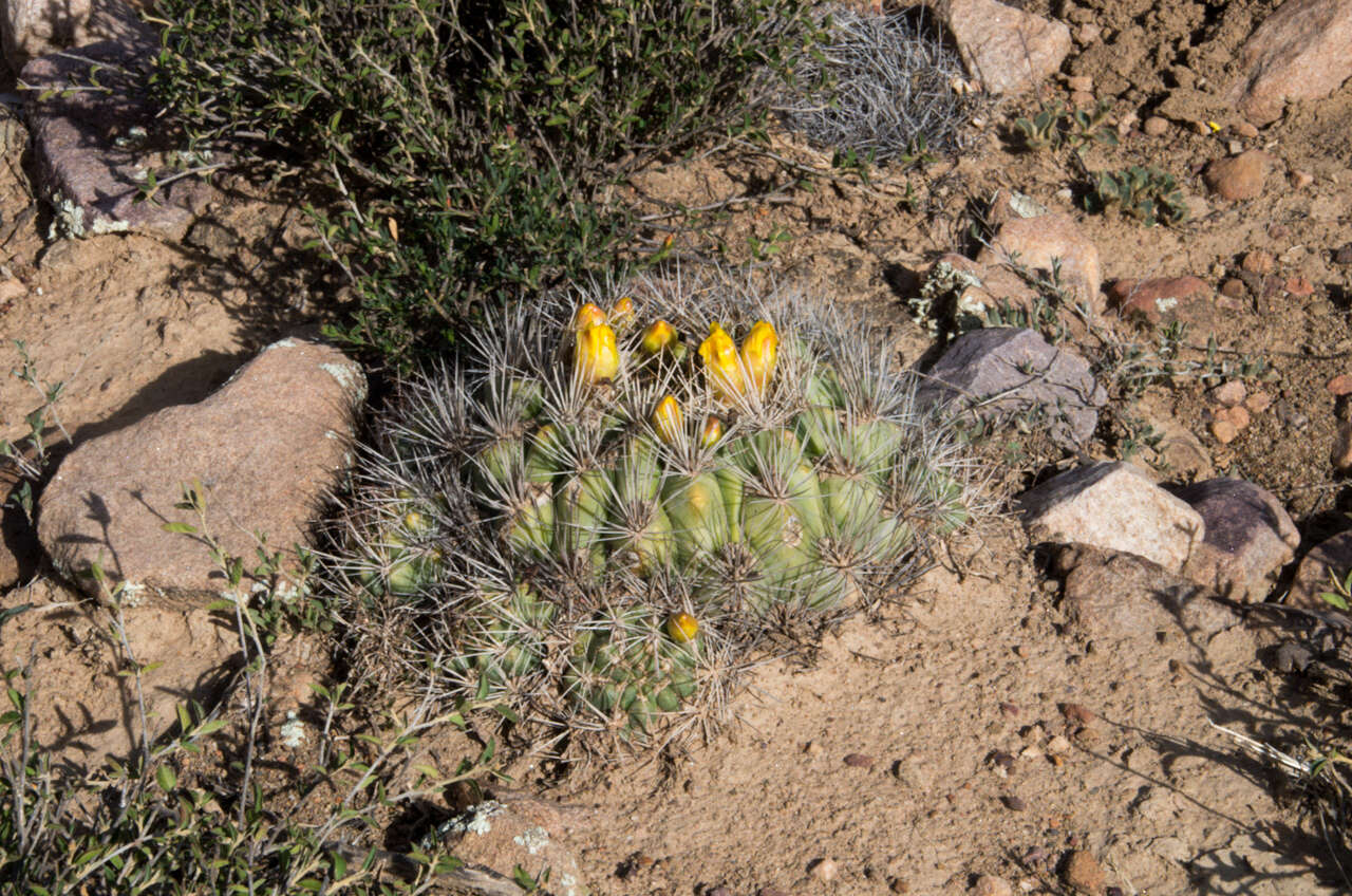 Image of Rebutia neocumingii subsp. lanata (F. Ritter) D. R. Hunt