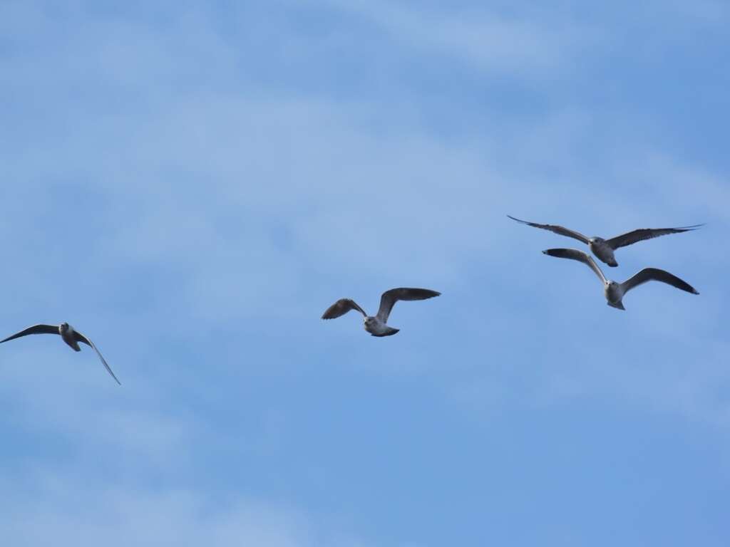 Image of Black-headed Gull