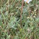 Sivun Phalacrocarpum oppositifolium subsp. anomalum (Lag.) Vogt & Greuter kuva