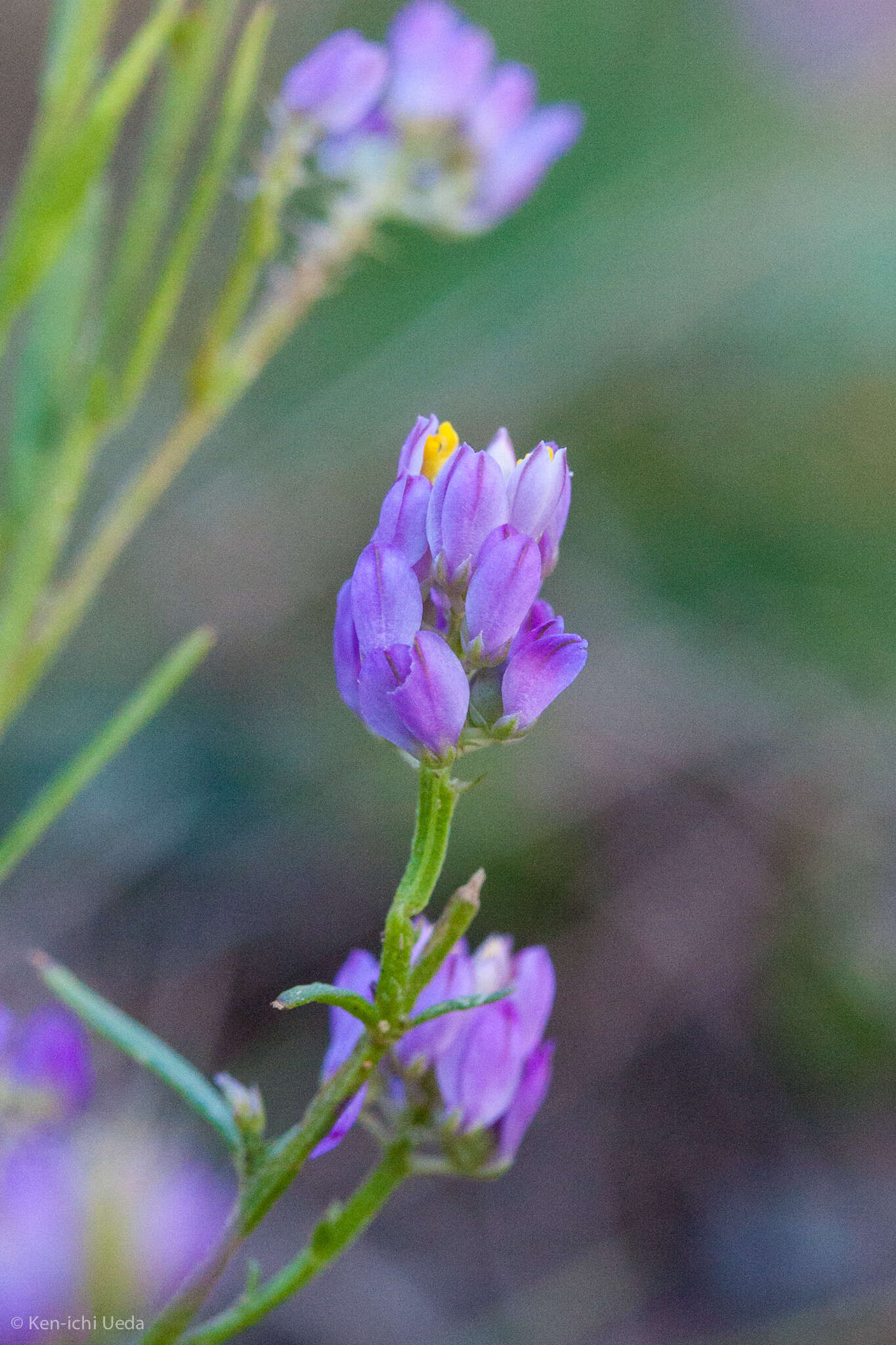 Image of Nuttall's milkwort