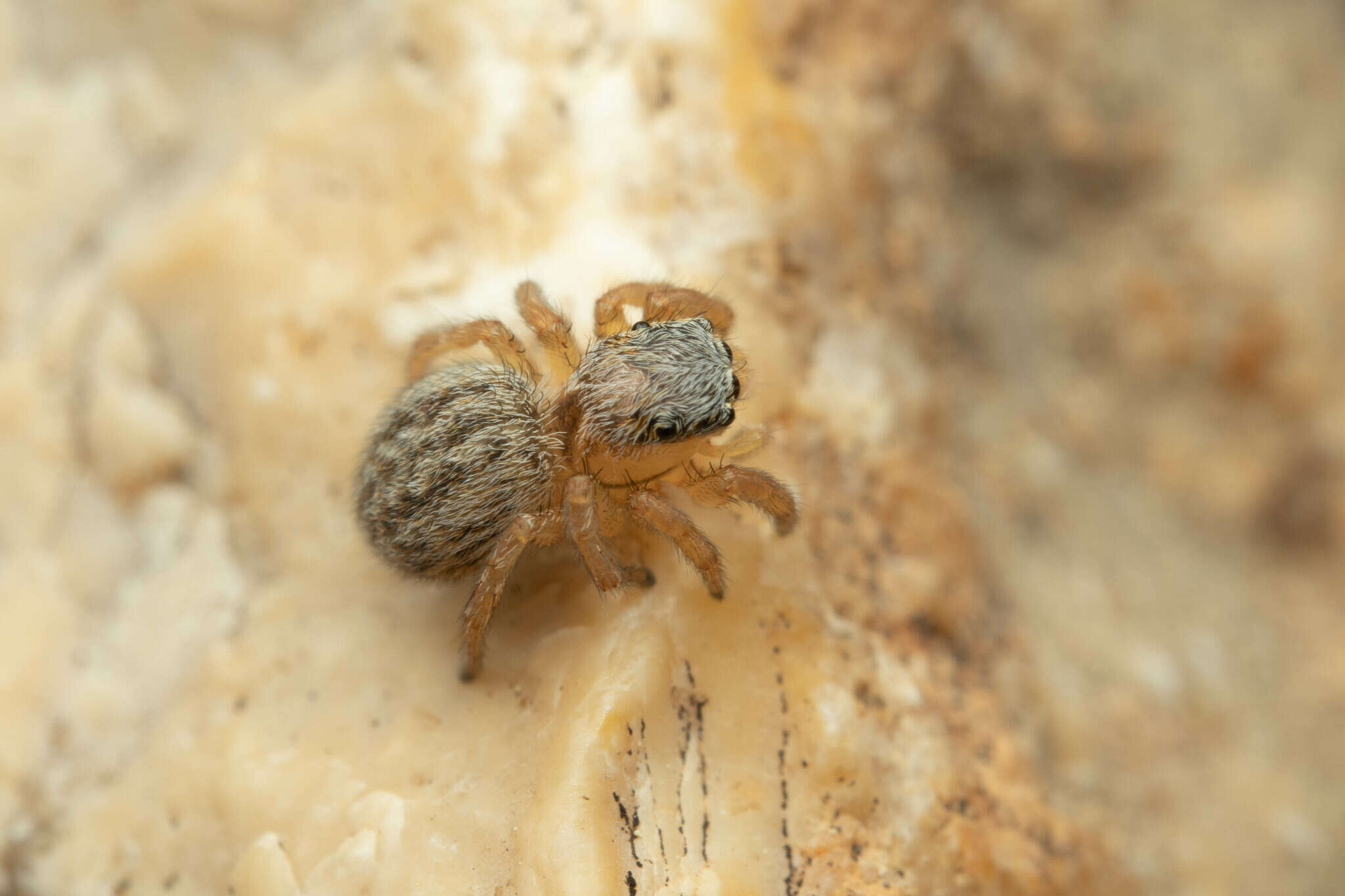 Image of Euophrys herbigrada (Simon 1871)