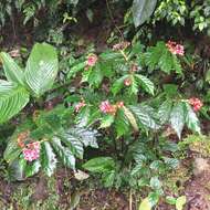 Image of Begonia tonduzii C. DC. ex T. Durand & Pittier