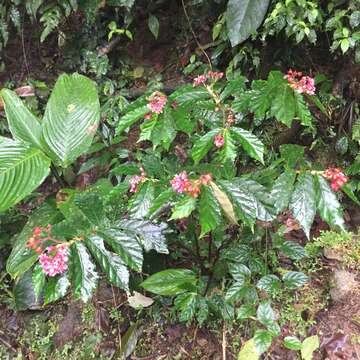 Image of Begonia tonduzii C. DC. ex T. Durand & Pittier