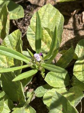 Image of Polygala albida Schinz