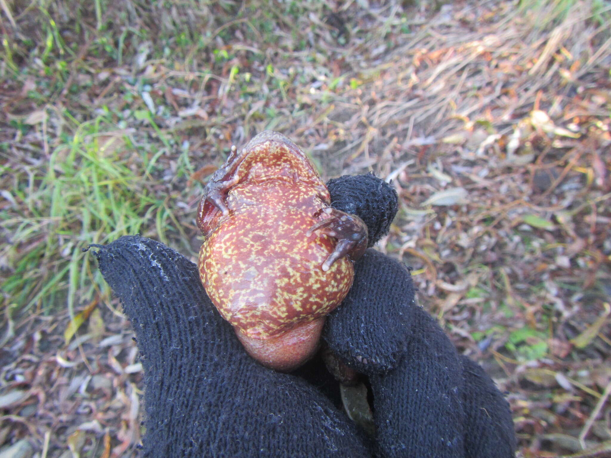 Image of Ezo Brown Frog