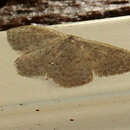 Image of Idaea epicyrta Turner 1917