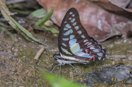 Graphium evemon (Boisduval 1836) resmi