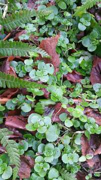 Plancia ëd Chrysosplenium oppositifolium L.