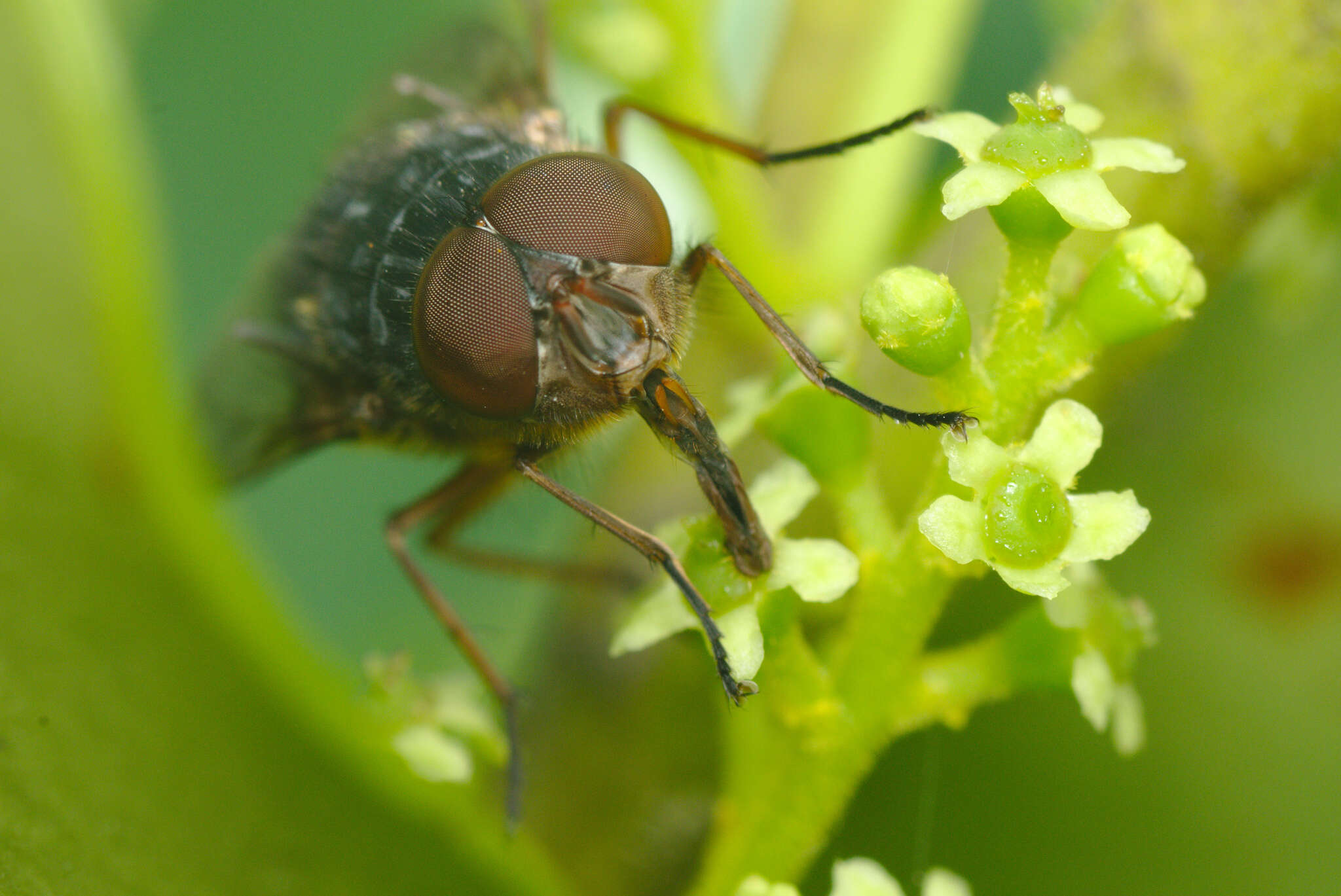 Image of Calliphora stygia (Fabricius 1781)