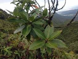 Image of Molokai colicwood