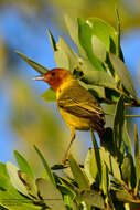 Image of Setophaga petechia bryanti (Ridgway 1873)