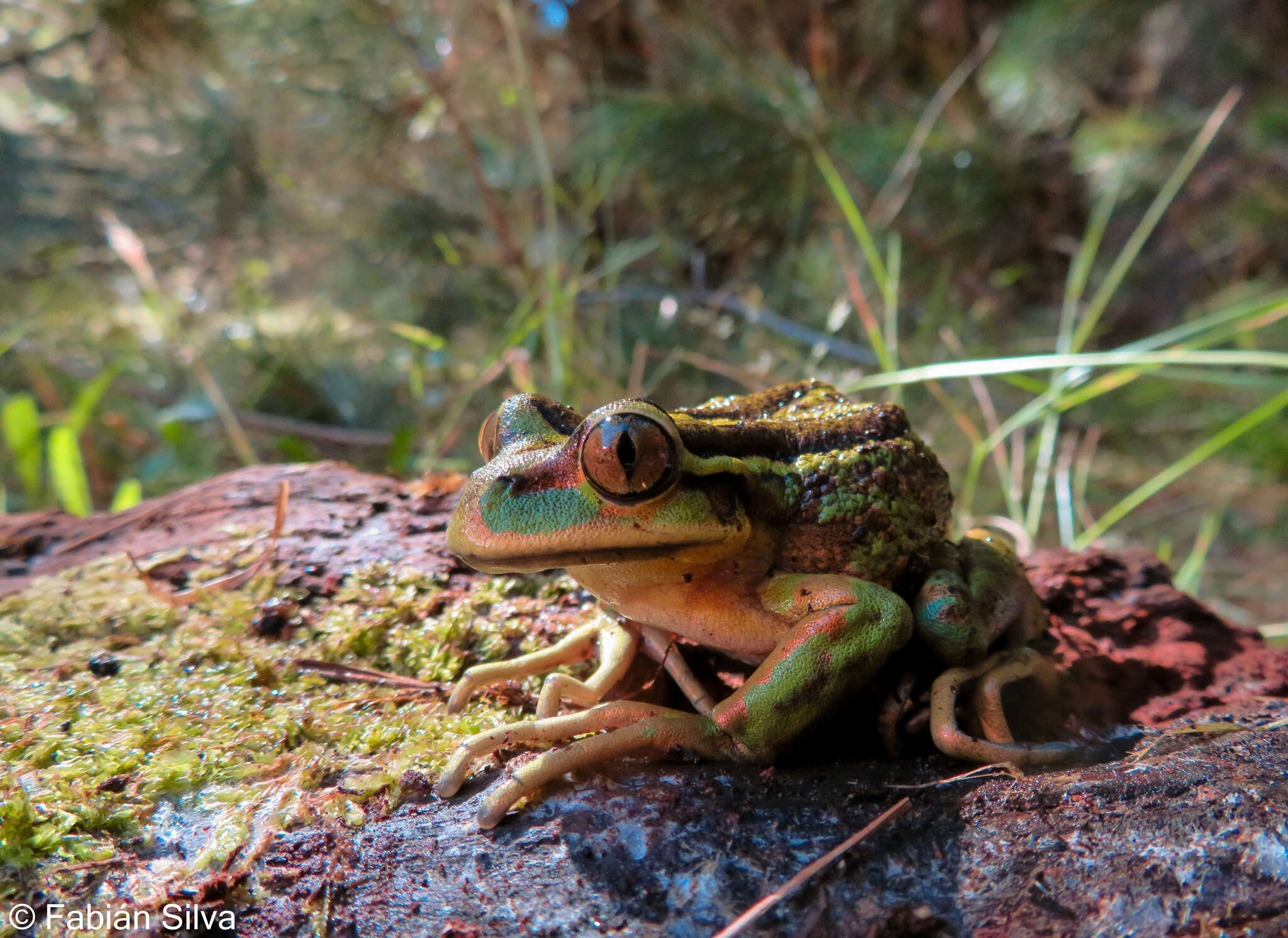 Image of Emerald Forest Frog