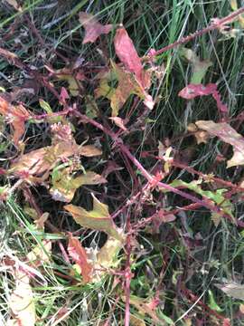 صورة Persicaria maackiana (Regel) Nakai