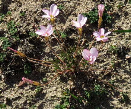 Image of Oxalis falcatula Salter