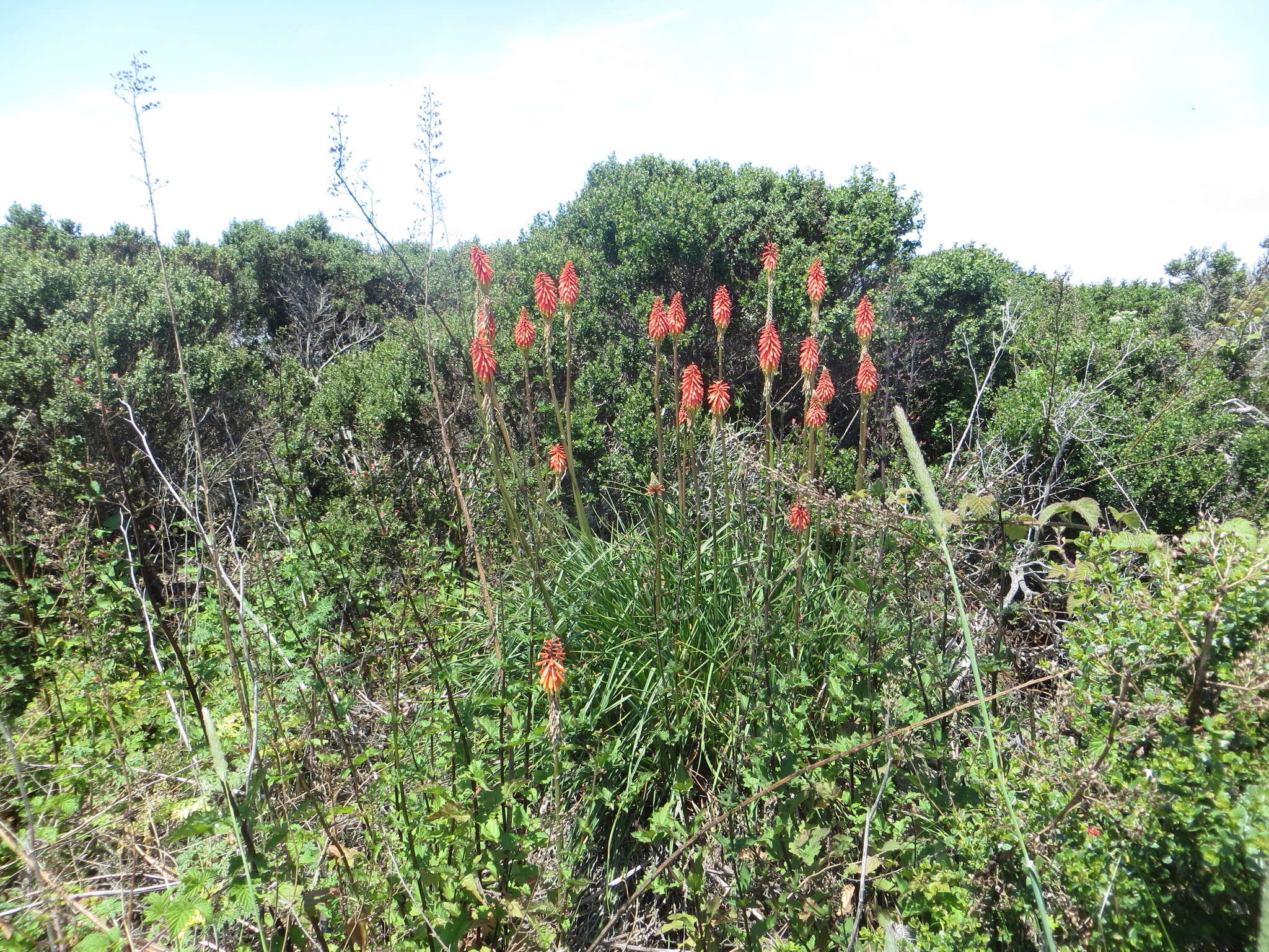 Kniphofia uvaria (L.) Oken resmi