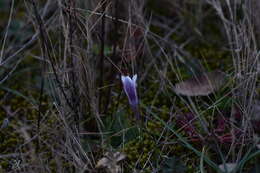 Image of Crocus weldenii Hoppe & Fürnr.