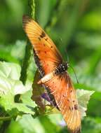 Image de Acraea natalica Boisduval 1847