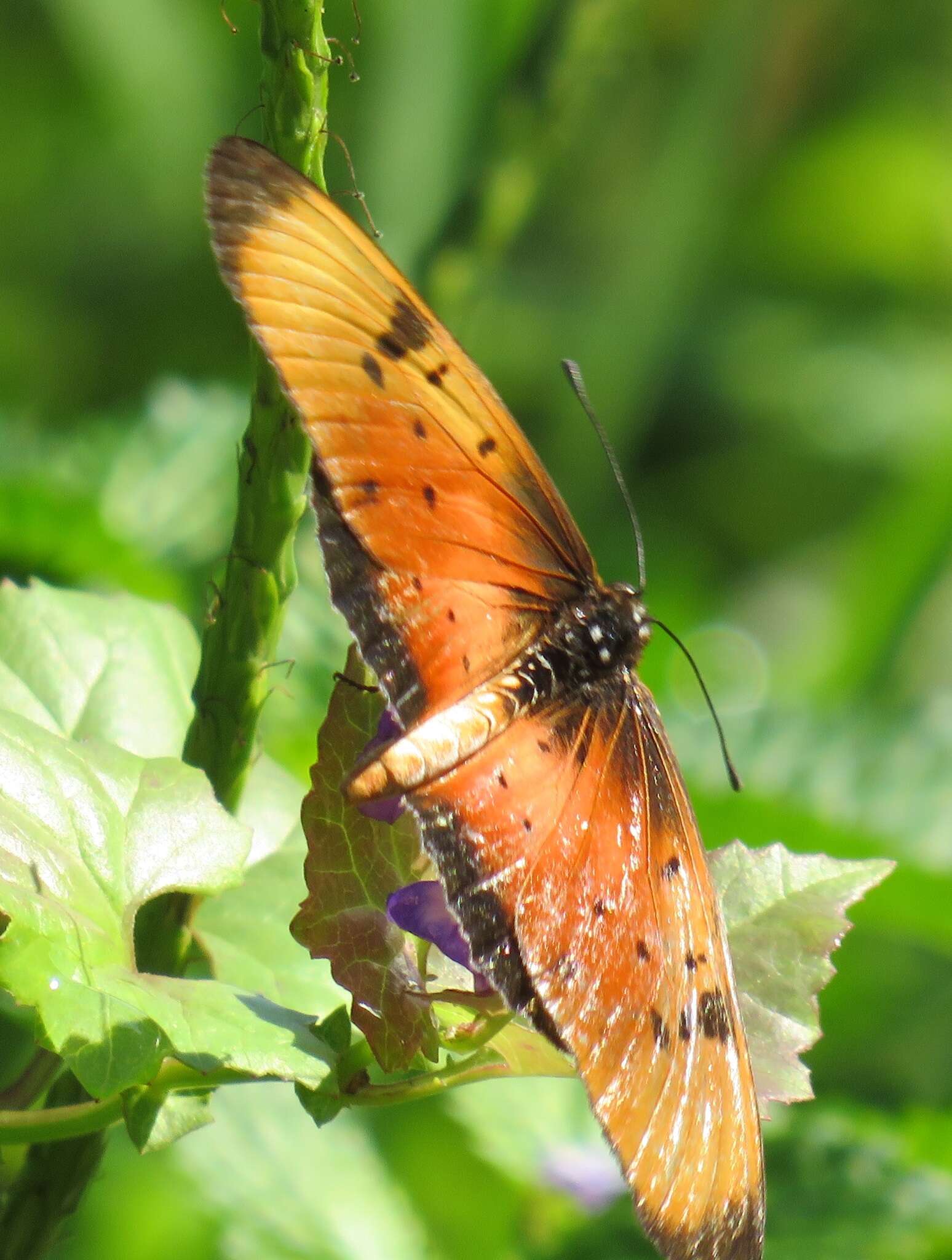 Image de Acraea natalica Boisduval 1847