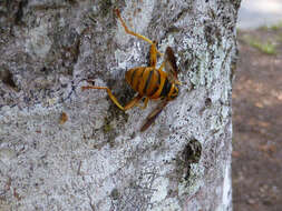 Image of Spilomyia alcimus (Walker 1849)