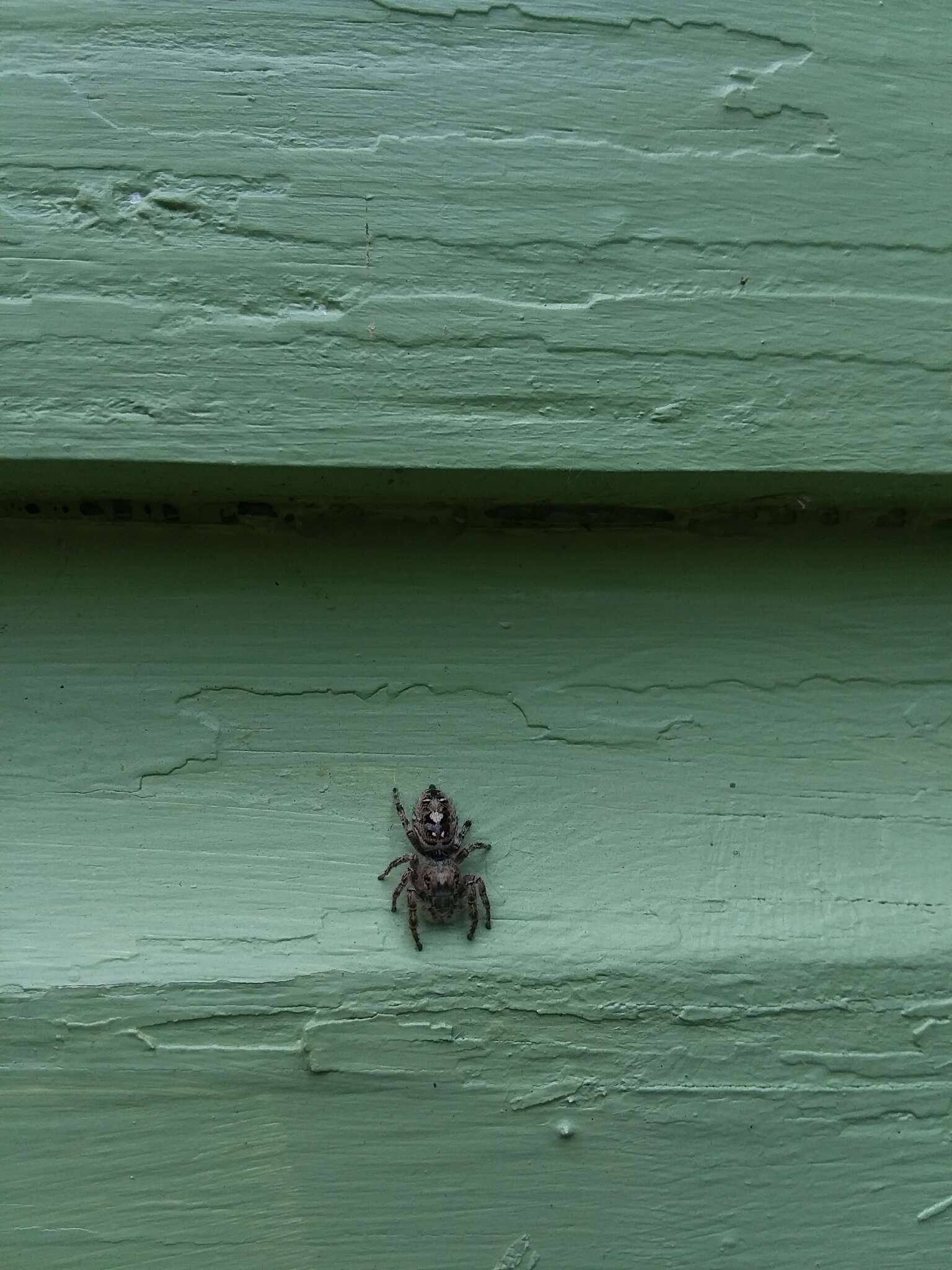 Image of Phidippus putnami (Peckham & Peckham 1883)