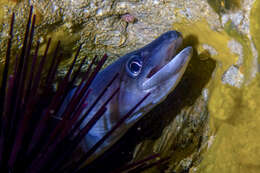 Image of Common conger-eel