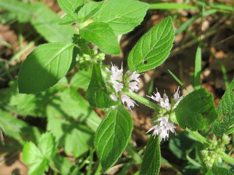 Image of wild mint