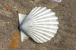 Image of Aequipecten tehuelchus (d'Orbigny 1842)