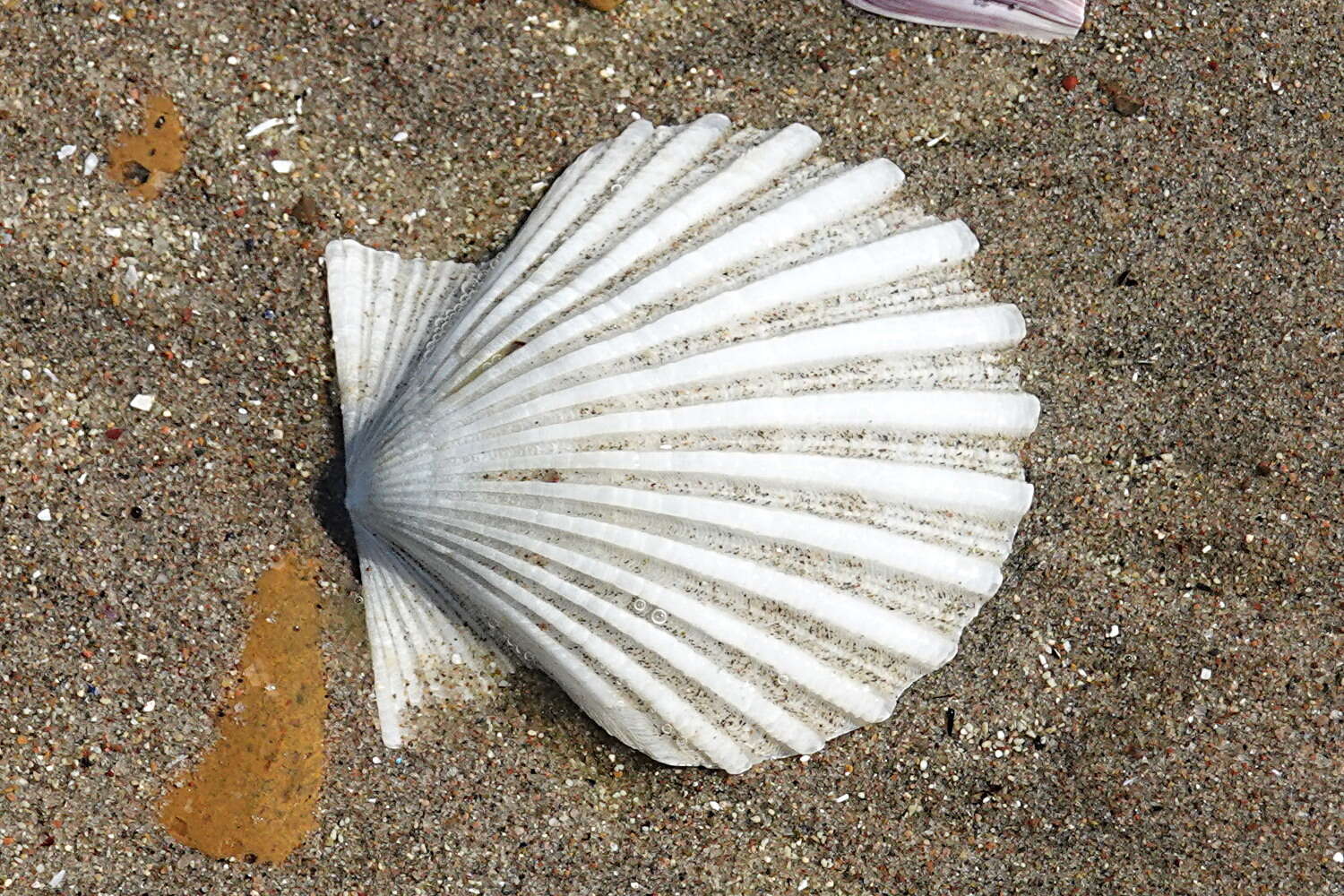 Aequipecten tehuelchus (d'Orbigny 1842)的圖片