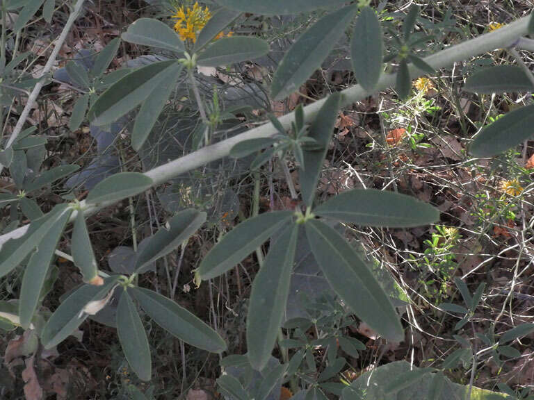 Image of Jones' Beeplant